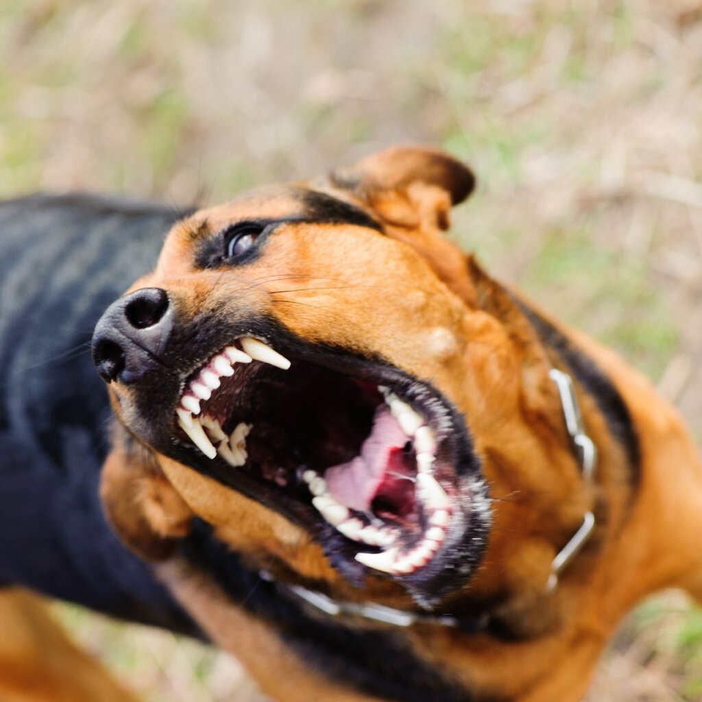 0 angry dog with bared teeth