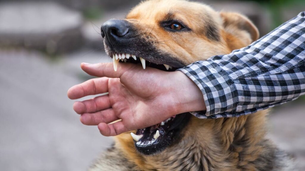 How to stop pet Dog from attacking