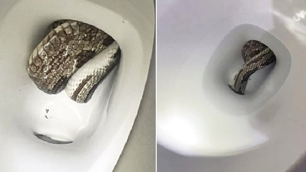 Snake in toilet 2