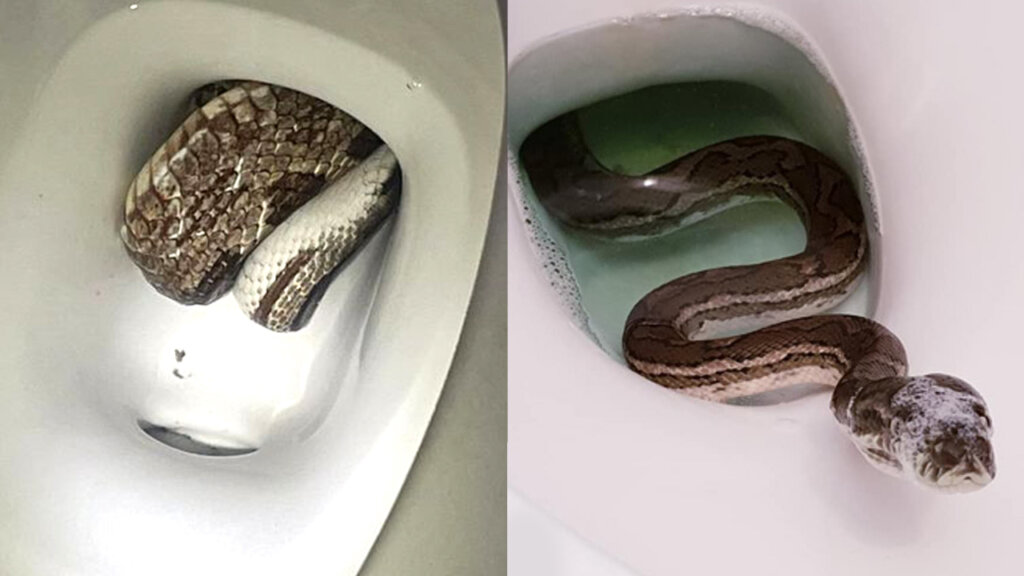 Snake in toilet 3