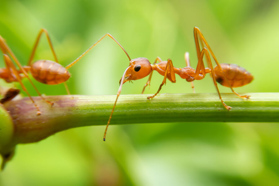 bigstock Red Ants Are Looking For Food 334973659