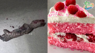 dead lizard in cake 1