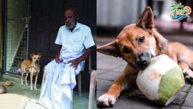 dog peeling coconut shell 1