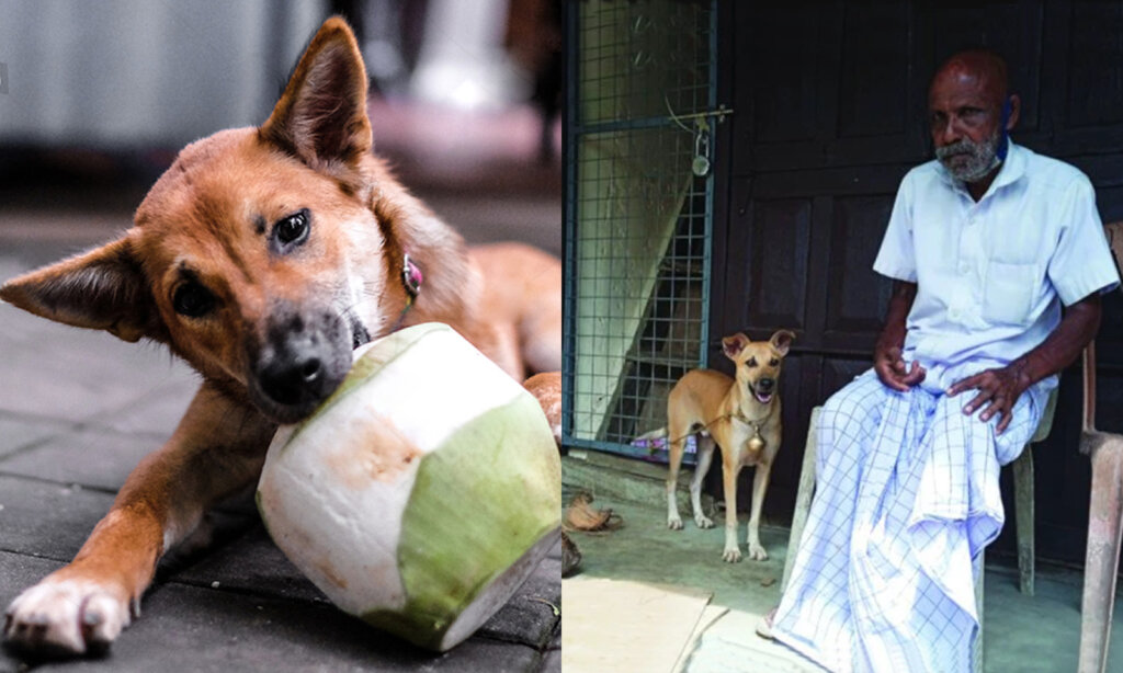 dog peeling coconut shell