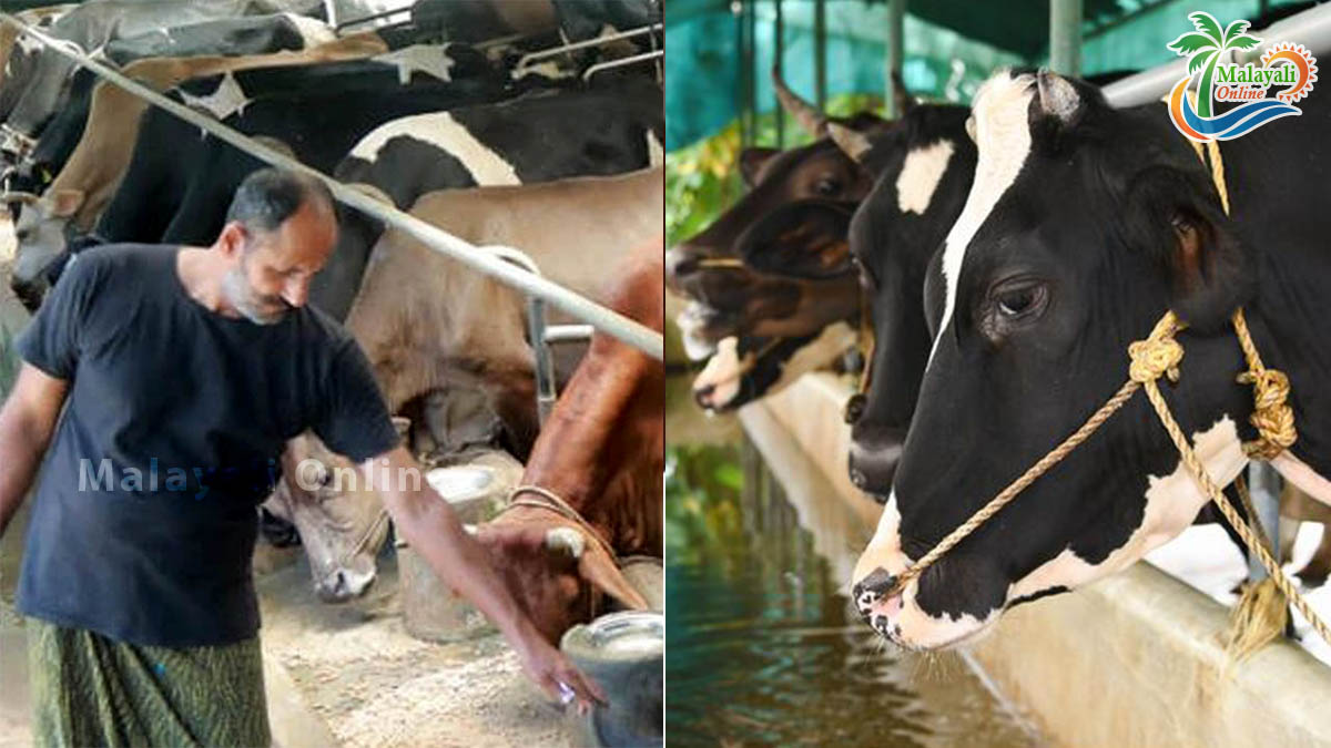 krishnakumar cow farm 1