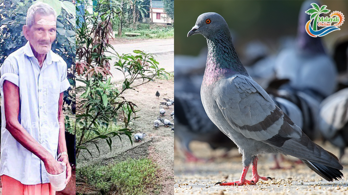 man feeding pigeon 1