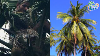 man on coconut tree1