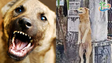 street dog hanged 1