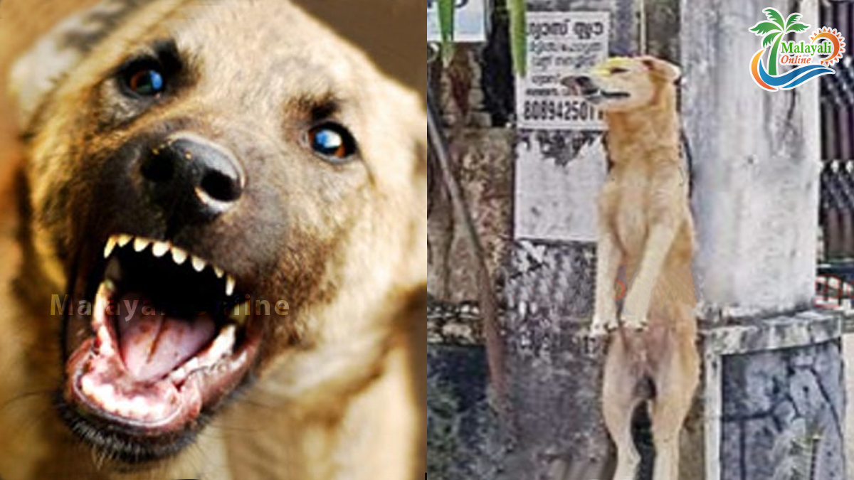 street dog hanged 1