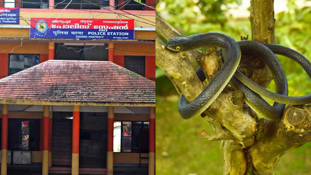 thodupuzha police station snake 1