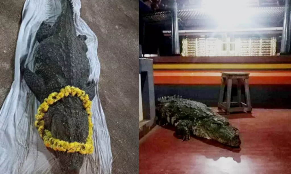 1600x960 71916 kumbla ananthapadmanabha temple crocodile babiya dead