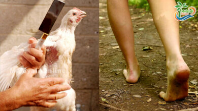 hen sacrifice 1