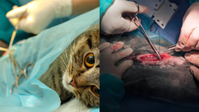 cat surgery 2