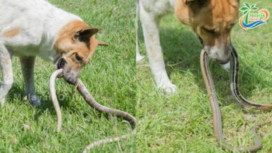 dog with snake 1