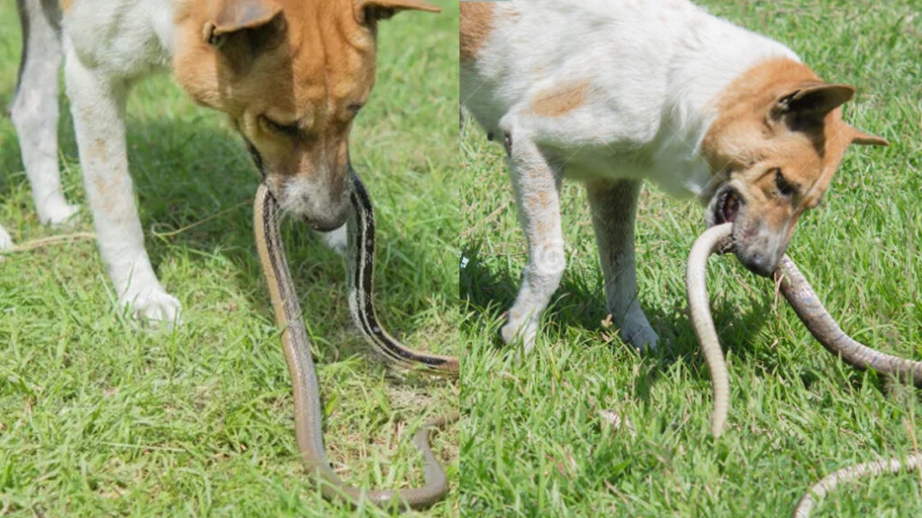 dog with snake 1 1 1