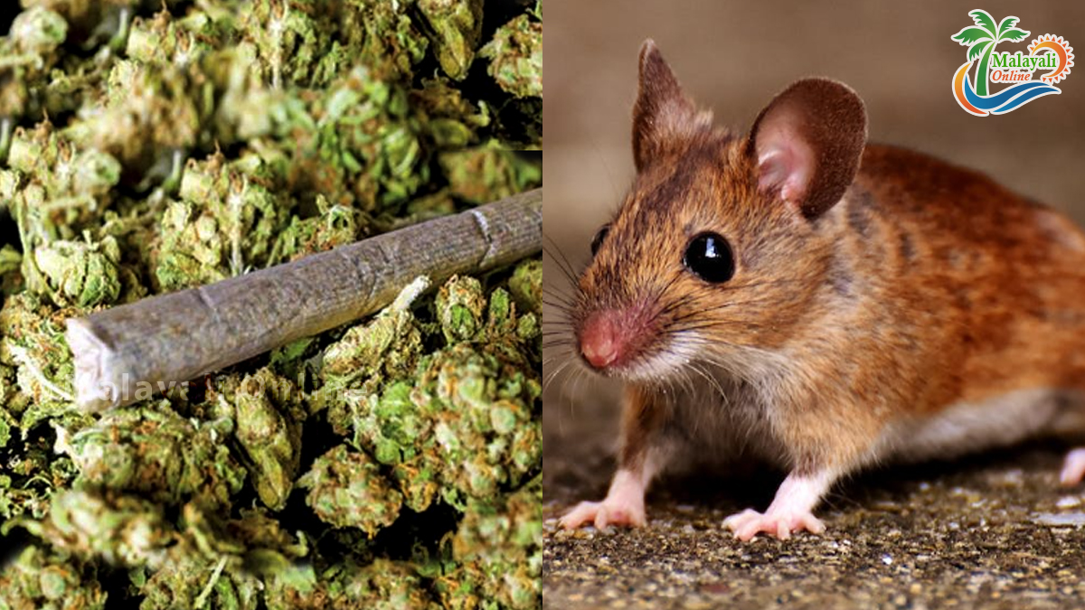 mouse eat ganja 1