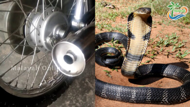 snake in bike 1