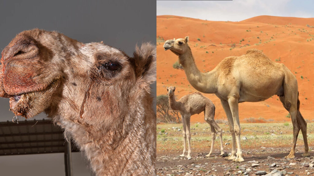 camels 1