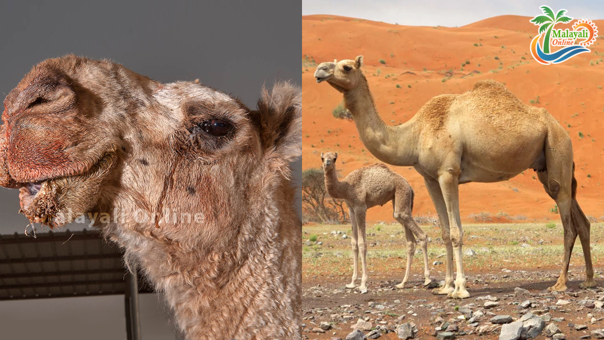 camels 1