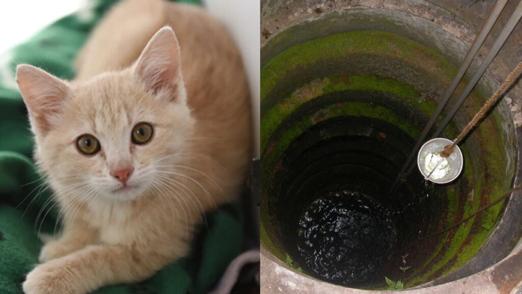 cat in well