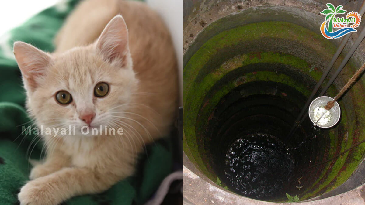 cat in well 1 1