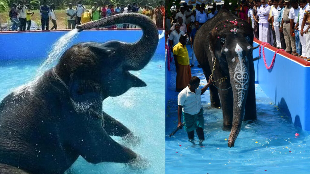 elephant pool