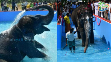 elephant pool 1 1