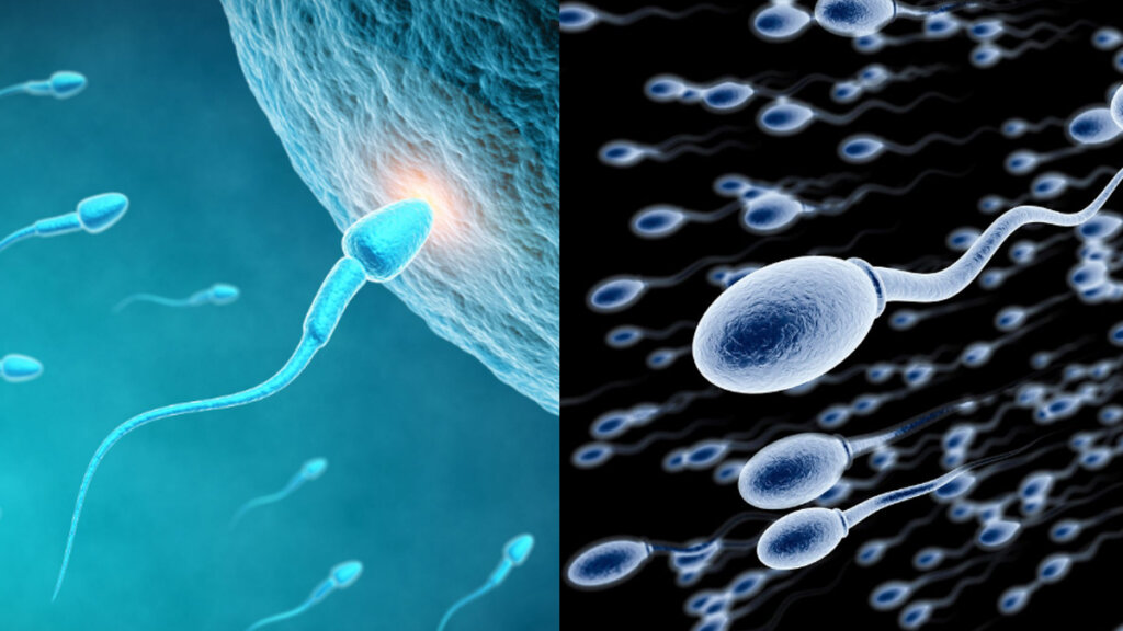 sperm 1