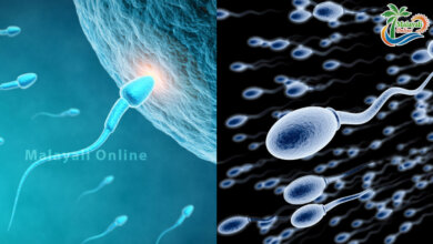 sperm 1